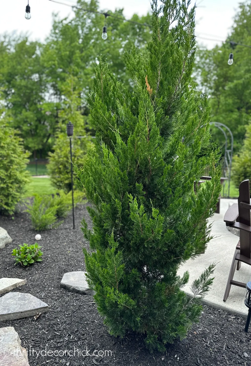 juniper evergreen tree